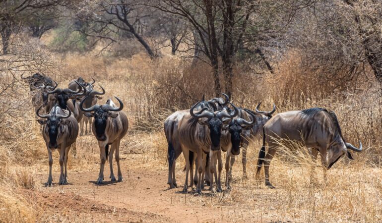 6 Days Serengeti Migration Safari – Witness the Great Wildebeest Migration