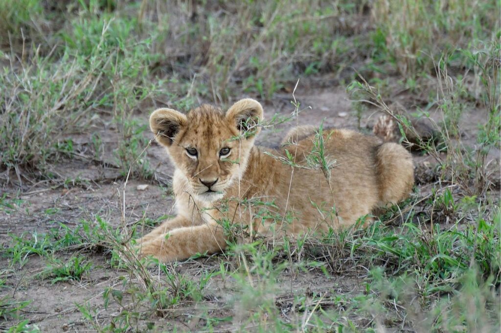 Best Tour Operator in Arusha: