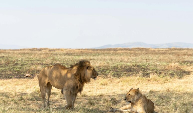 7 Days Northern Circuit Tanzania Safari – Complete Wildlife Experience