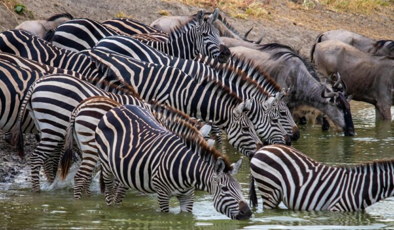 4 Days Tanzania Luxury Safari – Exclusive Wildlife & Comfort Experience