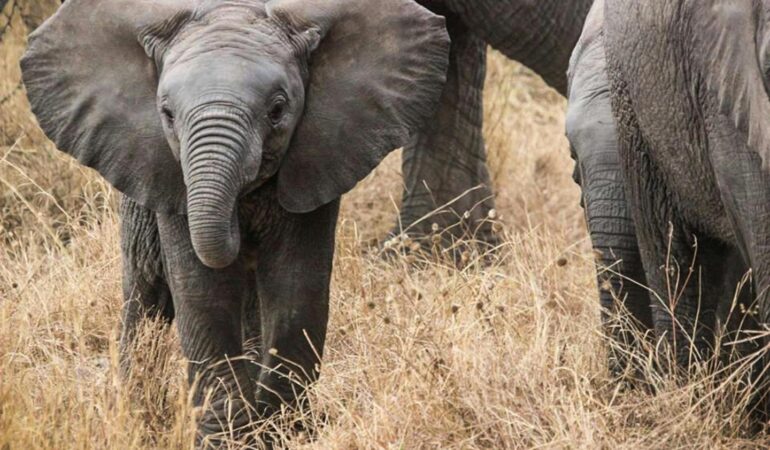 1 Day Tarangire National Park Safari – Elephants and Baobab Trees Experience