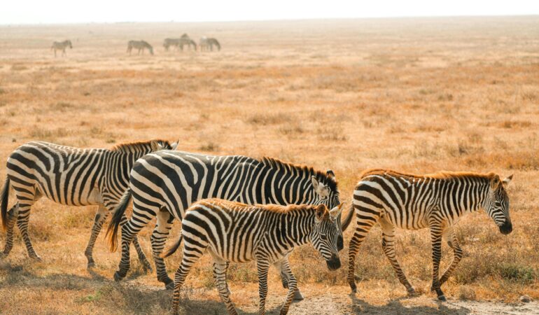 5 Days Tanzania Big Five Safari – Explore Serengeti, Tarangire & Ngorongoro