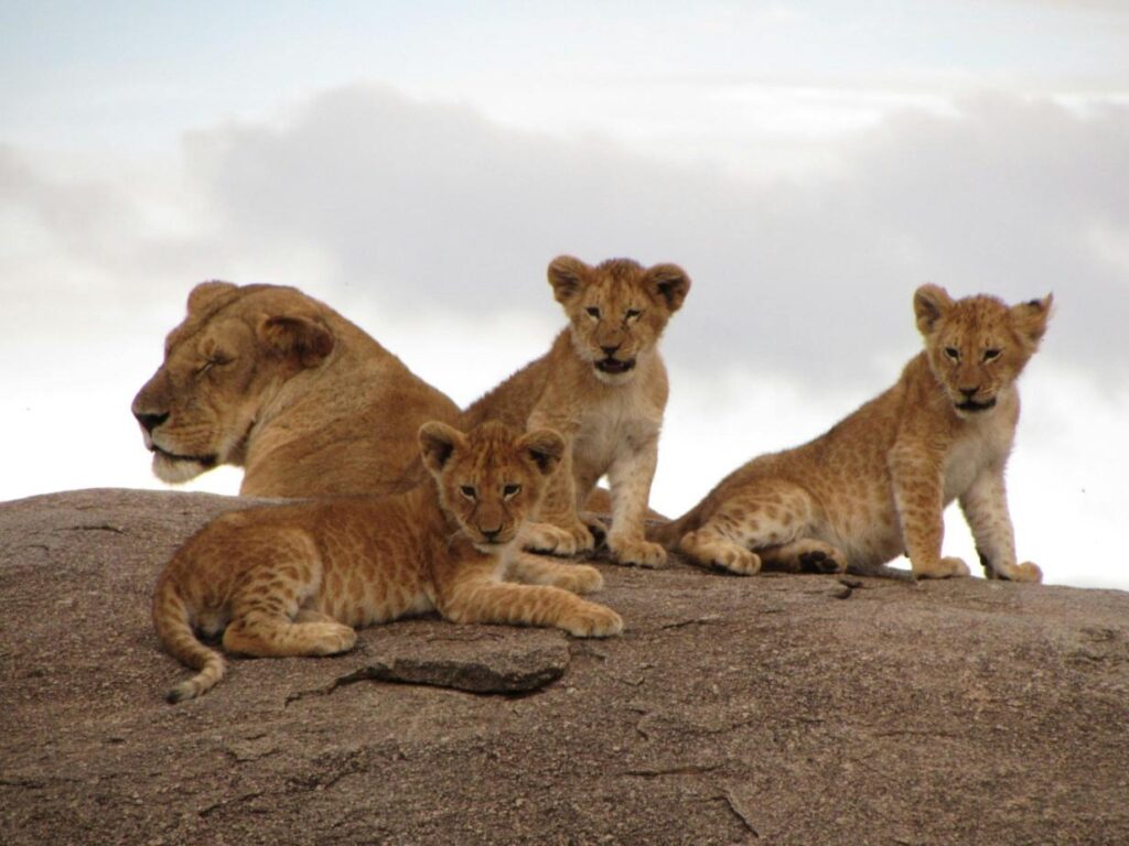 Things to Do in Ngorongoro Crater
