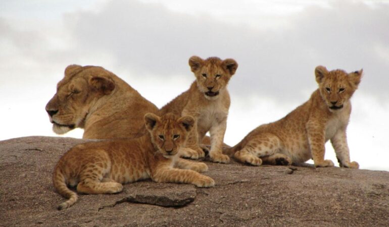 1 Day Ngorongoro Crater Safari – Big Five Day Trip Experience