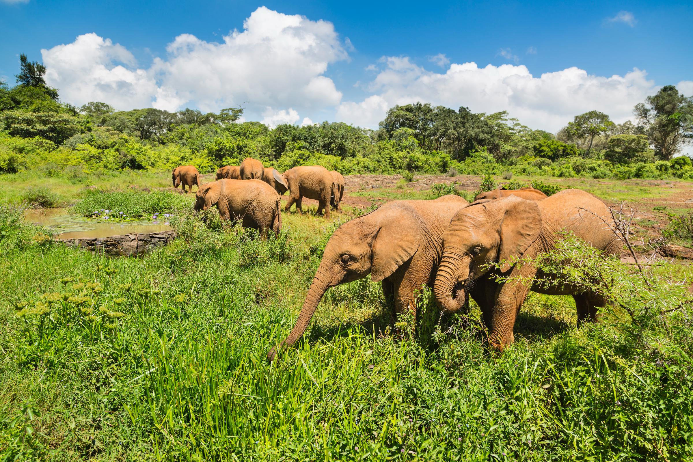Best 8 Days Tanzania Safari Zanzibar