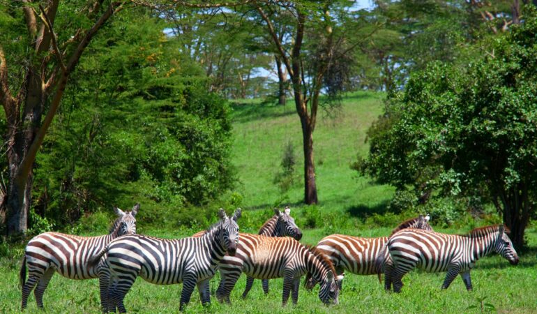 10 Days Tanzania Safari and Zanzibar Luxury Beach Holiday – Ultimate Premium Experience