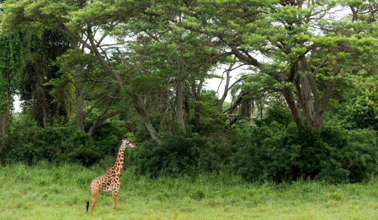 1 Day Arusha National Park Safari – Best Short Wildlife Experience