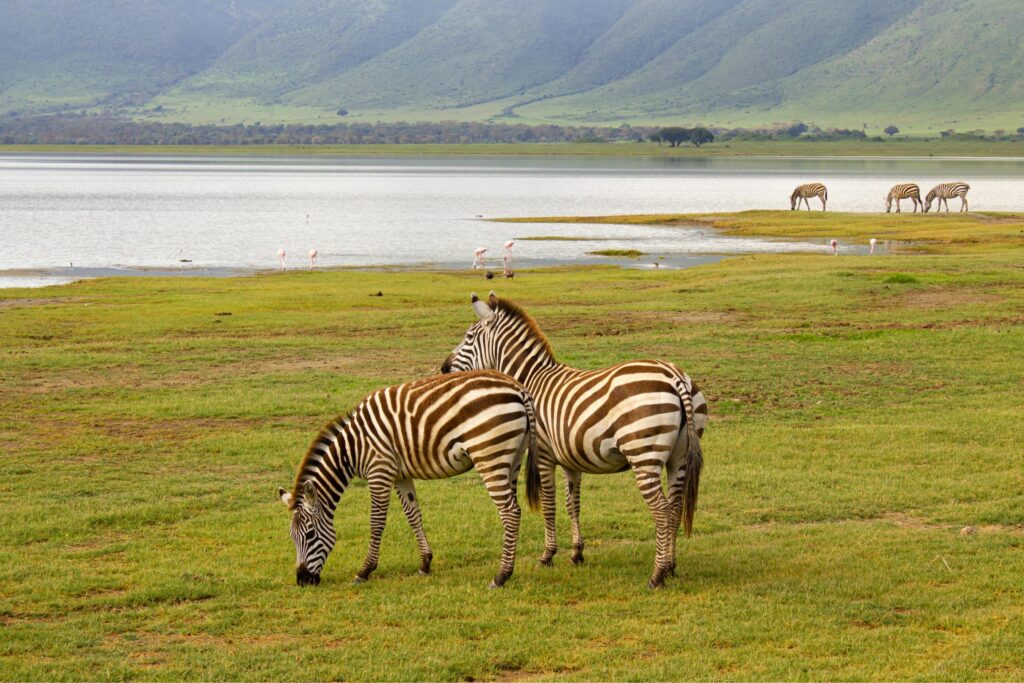 Tanzania Safari Packages