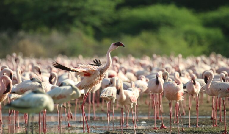 1 Day Lake Manyara National Park Safari – Tree-Climbing Lions and Flamingos