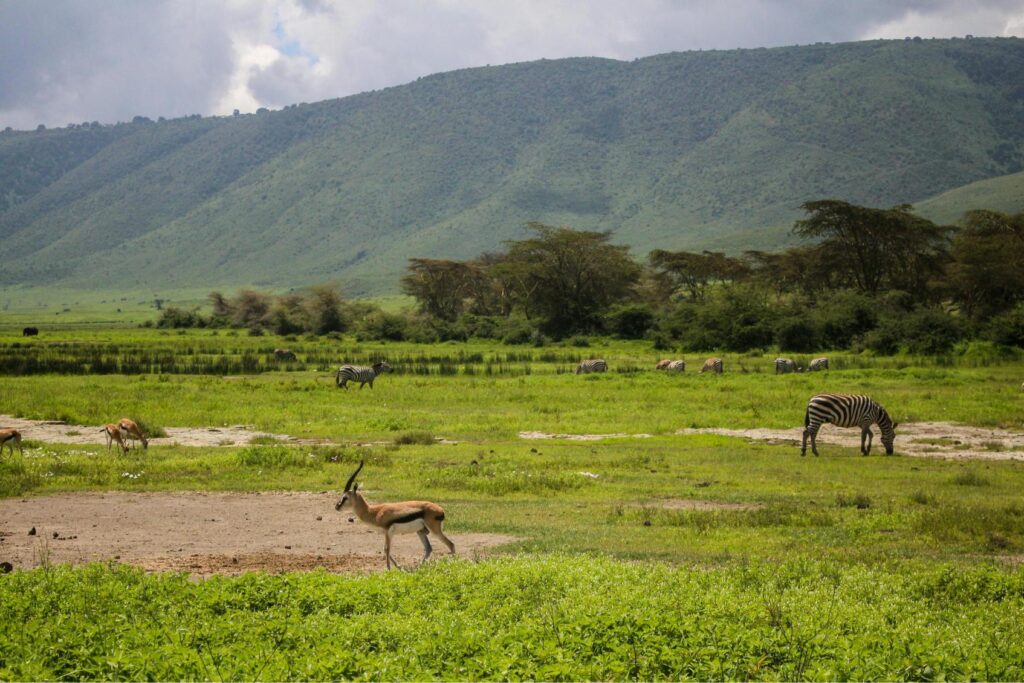 Tanzania Migration Safari