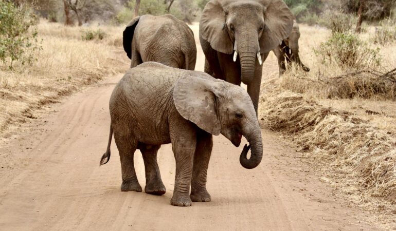 3 Days Serengeti & Ngorongoro Crater Safari – Ultimate Short Tanzania Safari Experience