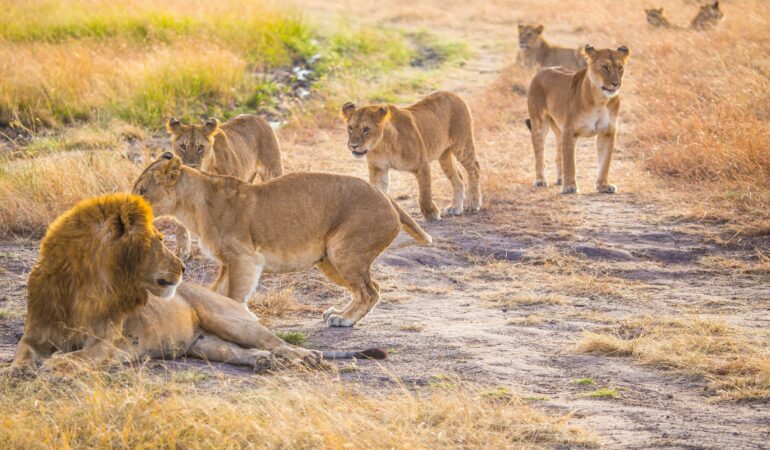 Best Time to Visit Serengeti Safari – Complete Month-by-Month Guide