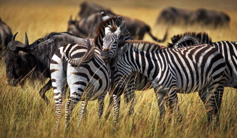 Tanzania Safari Cost – Complete Pricing Guide for Tanzania Safari Packages (2026)