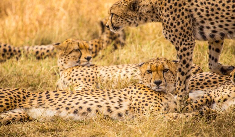 What to Pack for Tanzania Safari – Complete Packing List for Tanzania Safari Packages