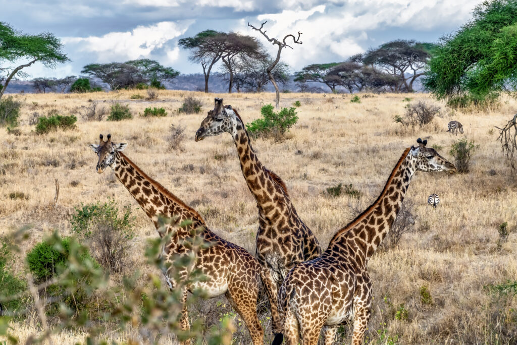Tanzania safari packages