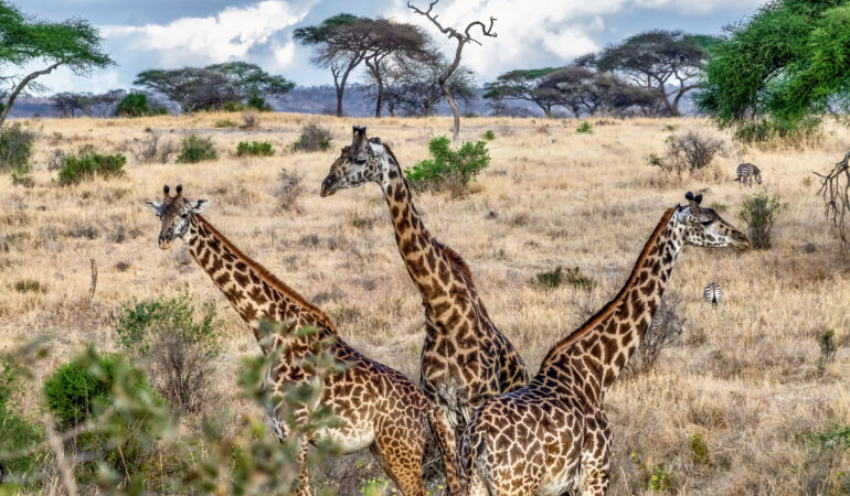 Serengeti vs Ngorongoro – Which Safari Is Better for Tanzania Safari Packages?