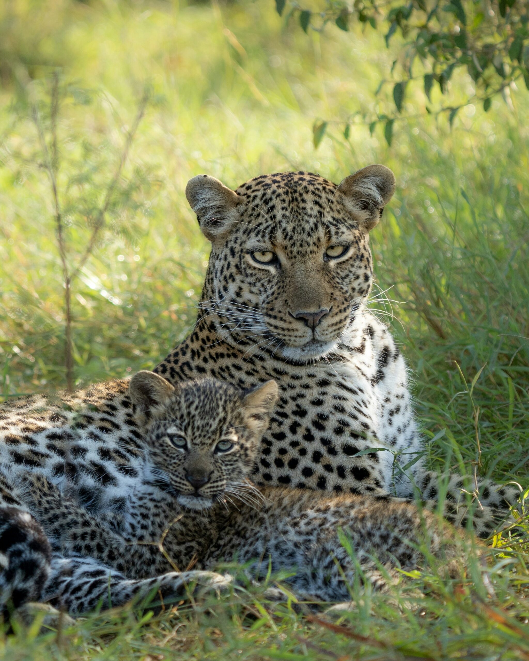 3 Days Serengeti Ngorongoro Safari