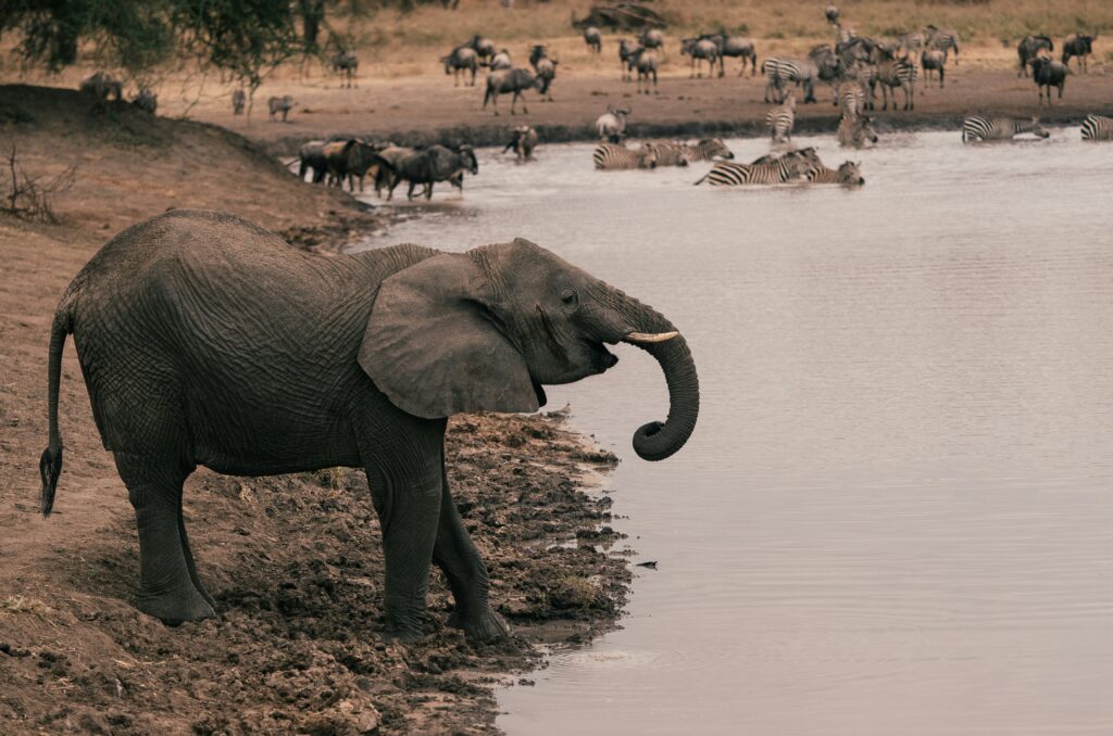 Best Month to Visit Tanzania