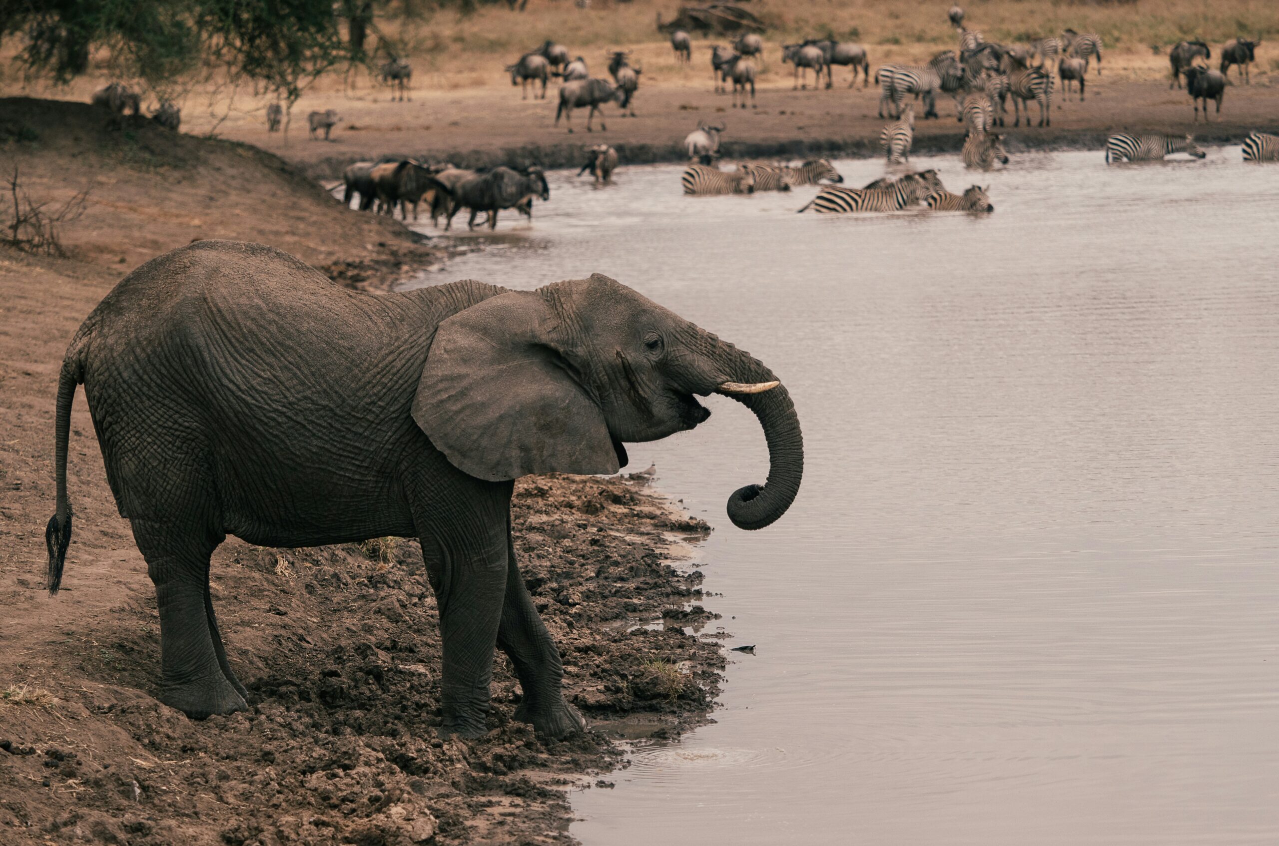 1 Day Tarangire National Park Safari