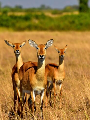 About Tanzania Crown Safari