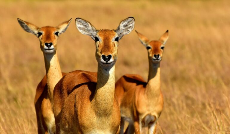 About Tanzania Crown Safari – Trusted Experts in Tanzania Safari Packages
