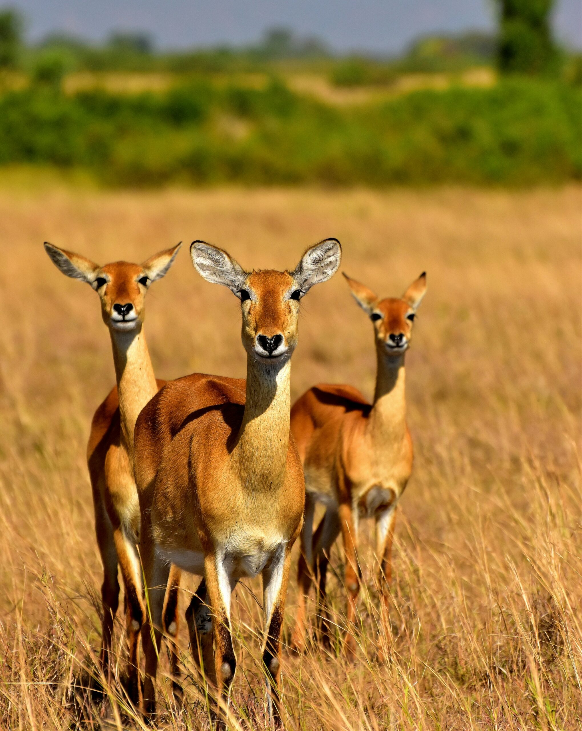 7 Days Northern Circuit Tanzania Safari