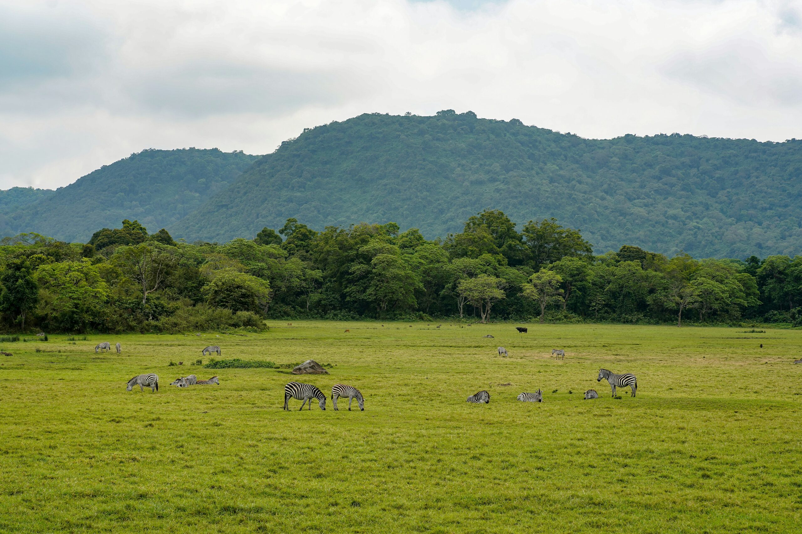1 Day Arusha National Park Safari