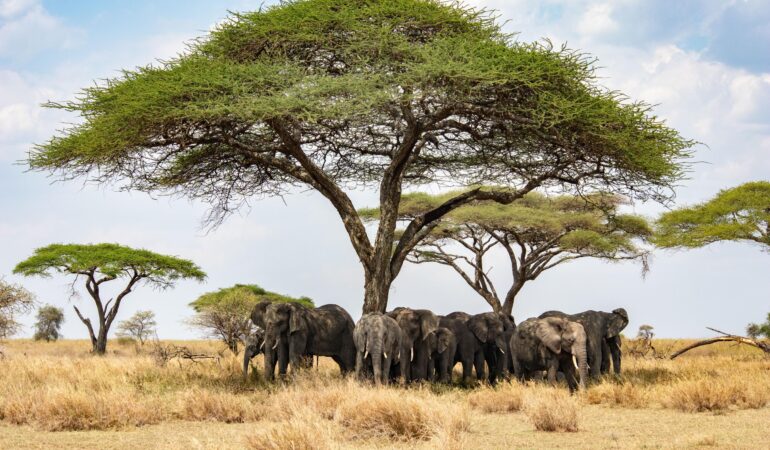 6 days luxury Kenya-Tanzania safari – 2026, 2027, & 2028