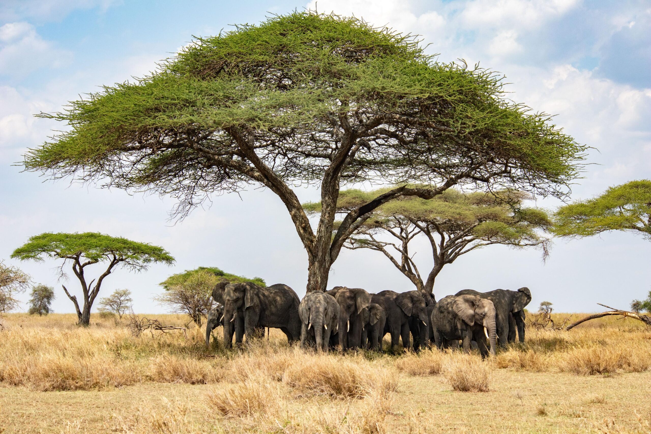 6 days luxury Kenya-Tanzania safari – 2026, 2027, & 2028