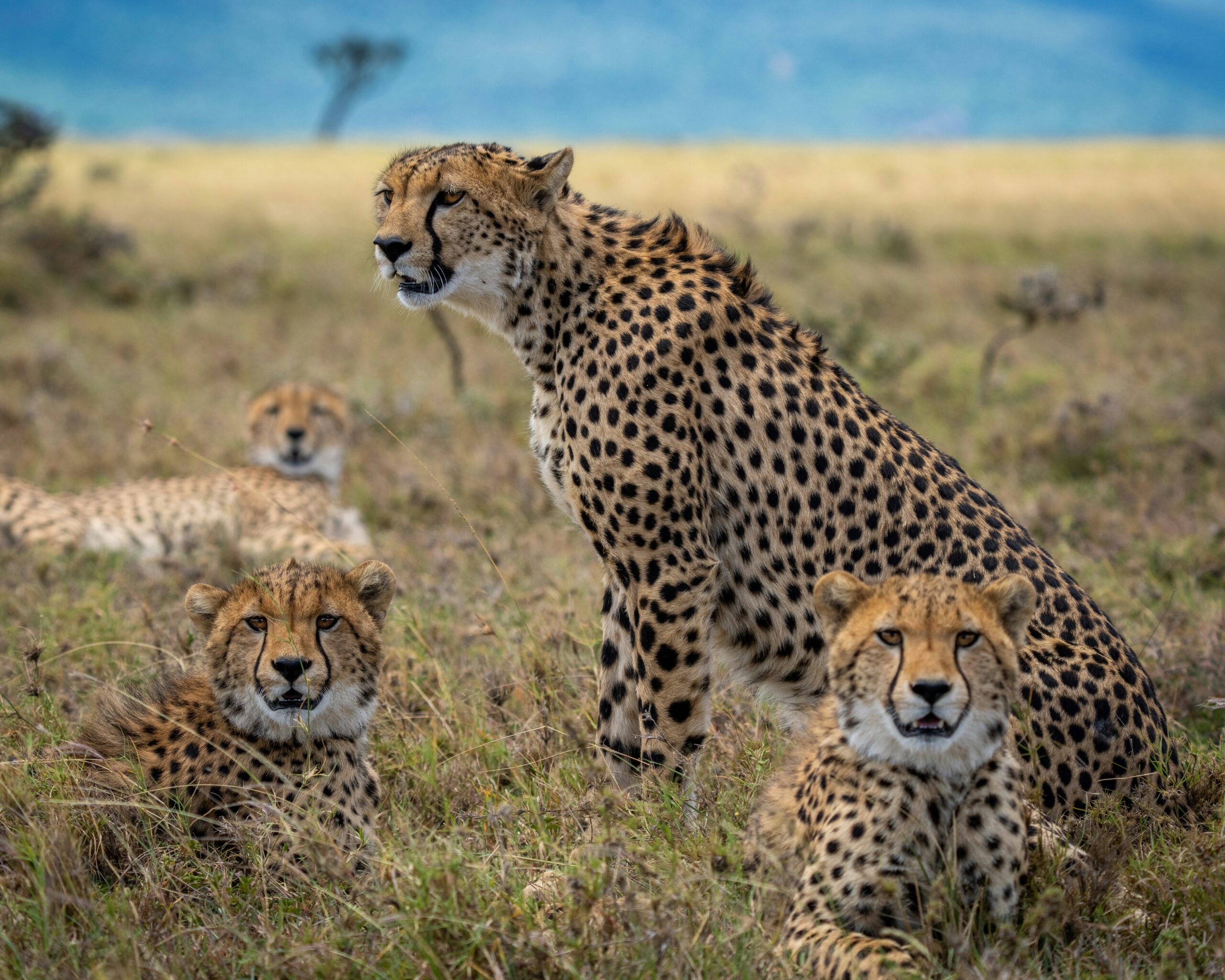 4 Days Safari All Inclusive