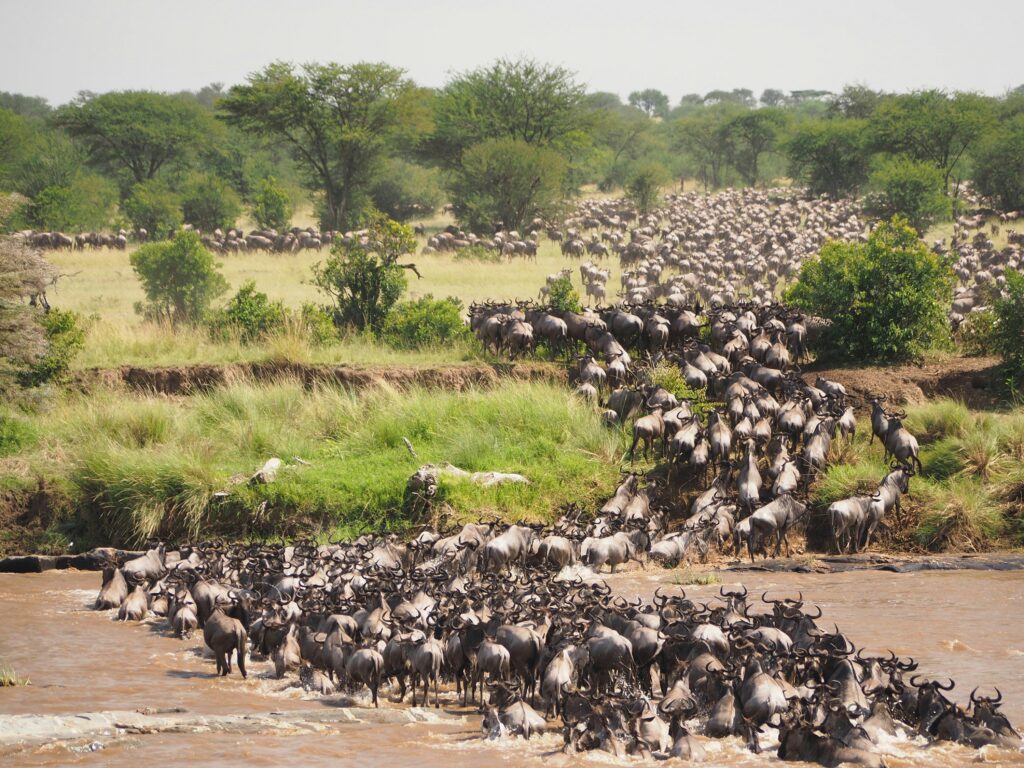 Tanzania Migration Safari