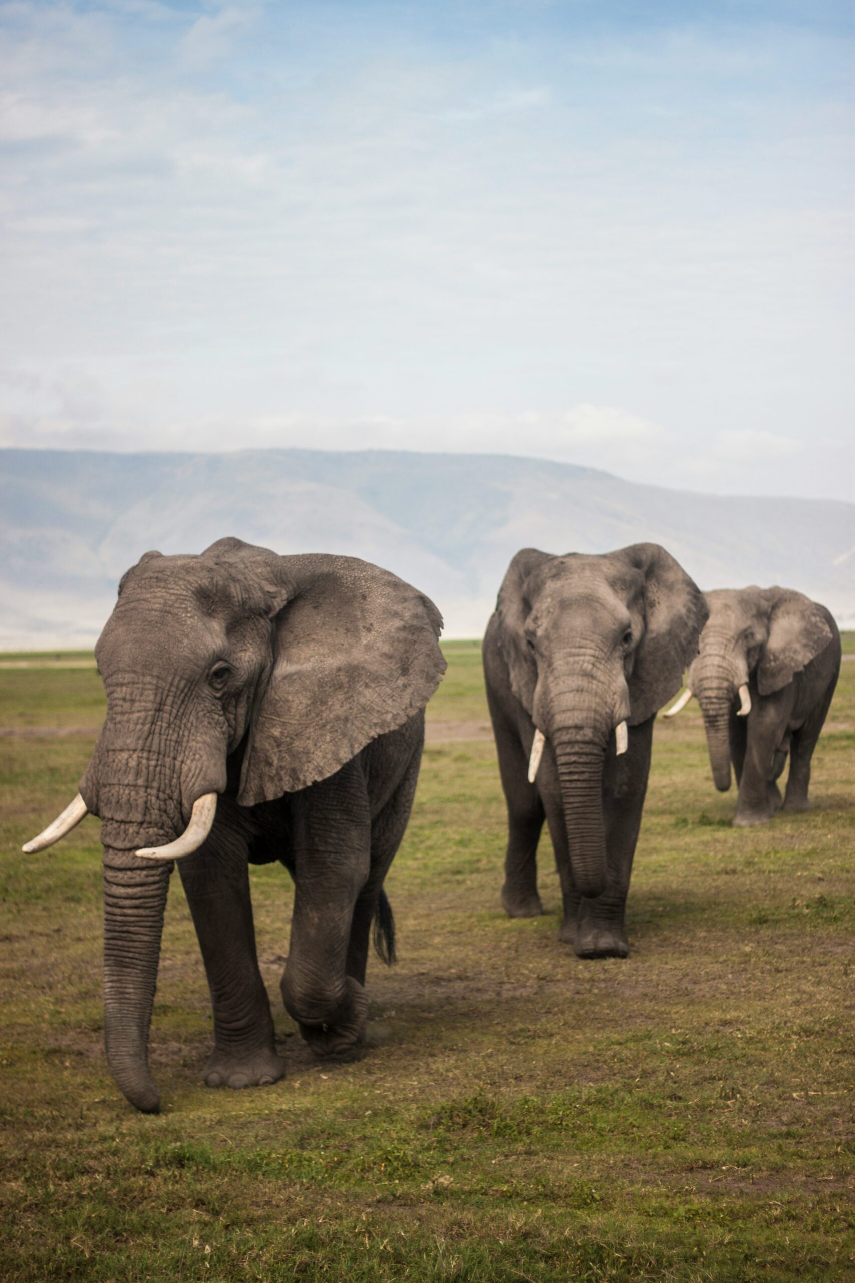 3 days Tanzania Safari in July