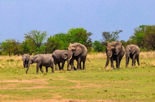Tanzania Migration Safari