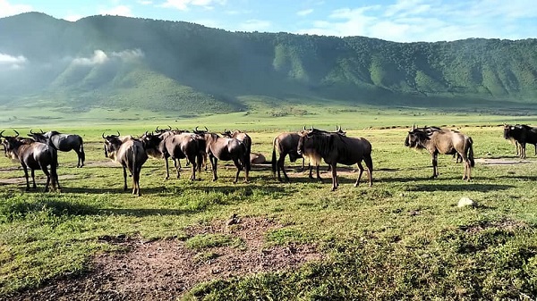 Ngorongoro Crater
