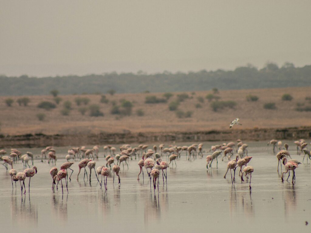 Things to Do in Ngorongoro Crater