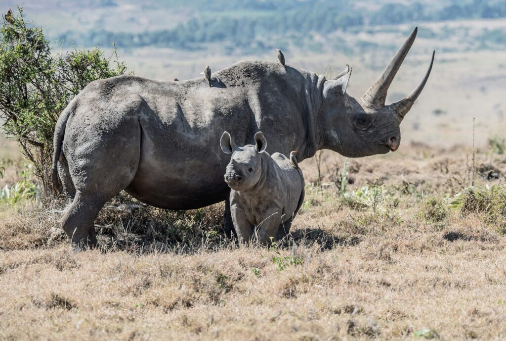Things to Do in Ngorongoro Crater