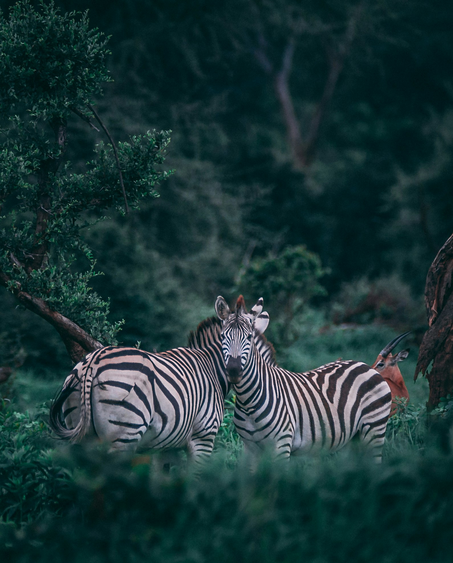 6 days Tanzania Safari in August