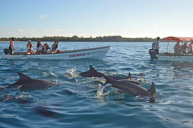 Dolphin Tour Zanzibar