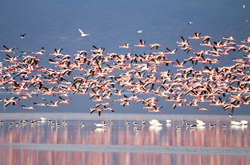 Tanzania Migration Safari