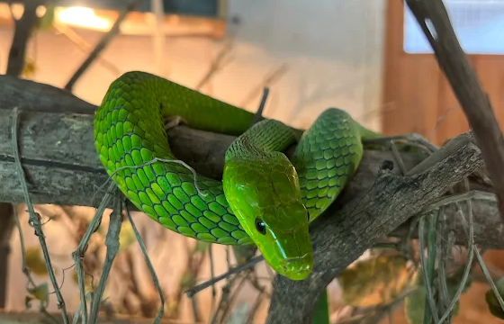 https://tanzaniacrownsafari.com/