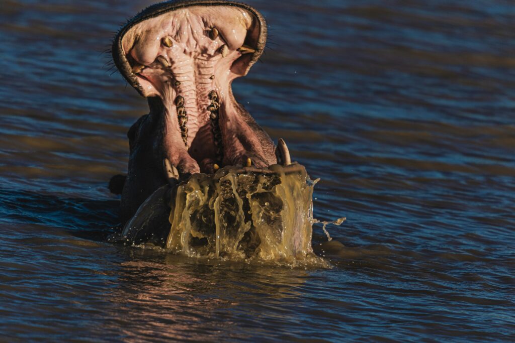 Things to Do in Ngorongoro Crater