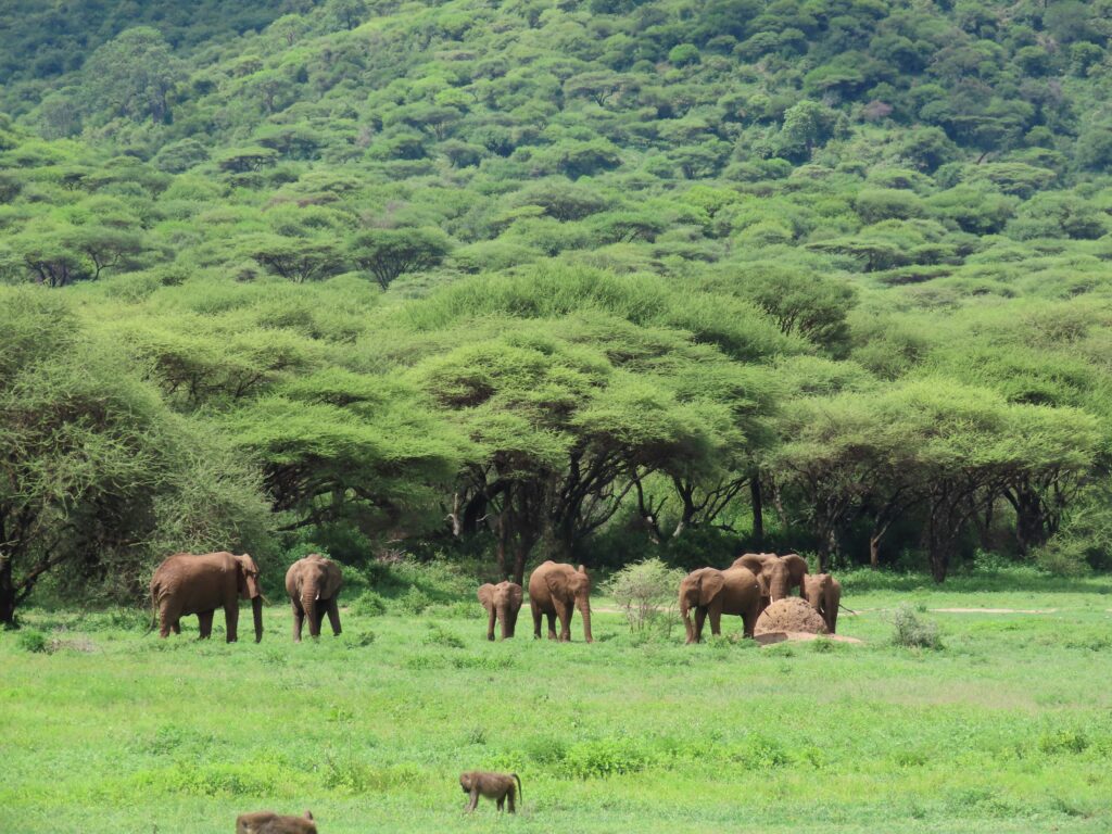 Ngorongoro Crater