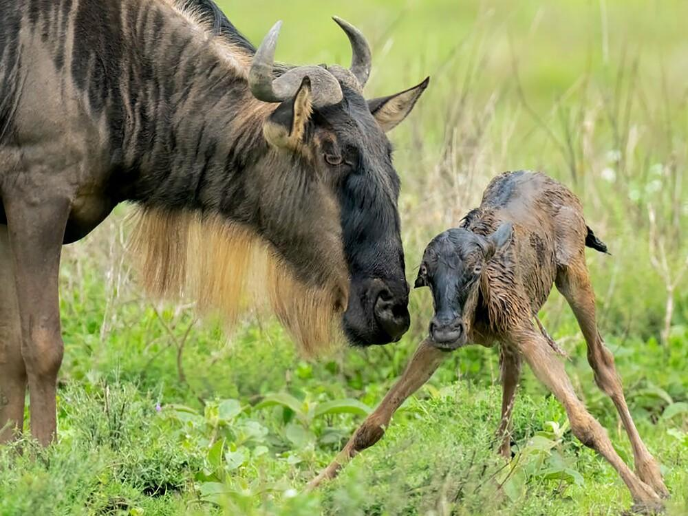 Ndutu Calving Season Safari